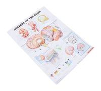 HOMOBABE Poster Poster Educativo per Laboratori e Scuole Materiale Illustrazione Chiara Della Struttura Cerebrale come Strumento Didattico per Comprendere Anatomia