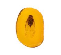 HOMOCONO Ciondolo Ornamento Giallo Elegante in Ambra Artificiale, Insetti | Specimen Decorativo dal Profilo Unico, Stile Delicato e Creativo, Idea Regalo per Amici e Famiglia