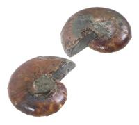 HOMOCONO Modelli di Ammoniti Naturali 2 Pezzi 2-3 Cm Fossili di Ammonite per Apprendimento e Decorazione Educativa e Collezionisti