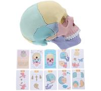 HOMOCONO Modello di Cranio Anatomico Smontabile Dettagli Precisi per Esercitazioni Mediche e Studio Approfondito dell'Anatomia Cranica