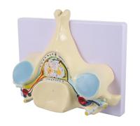 Homoyoyo Modello Supporto della Ingrandito e Quinta Vertebra in Anatomico Cervicale Pvc Midollo Spinale Nervi Didattico per Studio in Aula