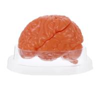 HOMSFOU Modello Anatomico Cervello Umano Smontabile Parti Strumento di Studio Psicologia e Anatomia per Lezioni Scientifiche Didattica e Ricerca in Biologia e Medicina