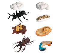 HONITANO Modelli di Esposizione Insetti Evolutivi 8 Pezzi Giochi Educativi per Ragazzo Ragazza Apprendimento Biologico Simulazione Ciclo di Crescita Decorazione Cameretta