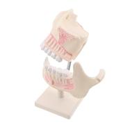 HONITANO Modello Denti Anatomico per Insegnamento Plastica Resistente e Realistica Simulazione Orale Dettagliata per Studio e Pratica Professionale Adatto Formazione Odontoiatrica