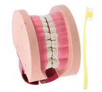 HONITANO Modello Denti Standard per Gioco Educativo Sicuro e Resistente per Esperimenti Scientifici Scuola Modello Realistico per Apprendimento e Attività Didattiche