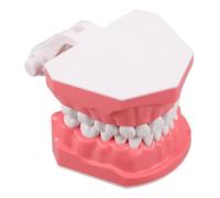HONITANO Modello Didattico Tipodonte Denti in Plastica Resistente per Supporto Odontoiatrico Scolastico Superficie Pulibile per Insegnamento Igiene Orale e Pratica Clinica e Studenti
