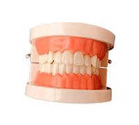 HONITANO Modello Standard Dimostrativo per Orale e Adulti Dentatura Artificiale con Funzione Apertura Occlusione e Protesi per Educazione