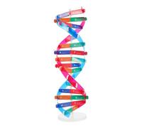 HOODANCOS Dna Doppia Didattico per Kit Assemblaggio Scientifico per Insegnamento Biologia Scuola