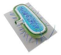 HOODANCOS Struttura di Cellula Batterica Realistica Microbo Strumento Didattico per Insegnamento Biologia Ricerca Laboratorio Divulgazione Scientifica Ispira Interesse Biologico Design