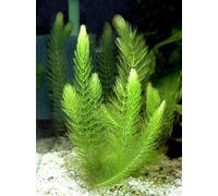 Hornwort - Ceratophyllum demersum - 3 grappoli - Pianta viva per acquario