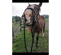 Horse Lover’s Journal: Blank Lined Notebook for Daily Thoughts, Goals, and Dreams