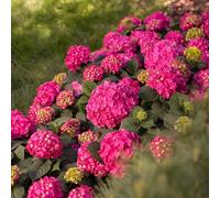 Hortensie Endless Summer Love Red - Set di 8 ortensie per ortensia, rosso invernale, 14 cm, altezza 20-25 cm, fiorisce su legno vecchio e nuovo, per aiuole, siepi, terrazza e balcone