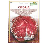 Hortus 29CIC1801 Maxi Busta Ortovivo Cicoria Palla Rossa 3, 12x0.2x16.5 cm