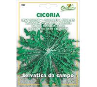 Hortus 29CIC1951 Maxi Busta Ortovivo Cicoria Selvatica da Campo