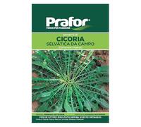 Hortus Semi prafor cicoria Selvatica da Campo BTS