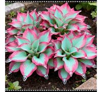 Hosta a bassa manutenzione, resistente alla siccità e al freddo, un must per i giardinieri principianti-10 PCS-E