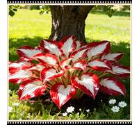 Hosta a bassa manutenzione, resistente alla siccità e al freddo, un must per i giardinieri principianti-6 PCS-I