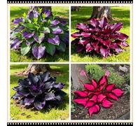 Hosta a basso consumo idrico, tollerante alla siccità e all'ombra, una scelta senza preoccupazioni per i giardini all'aperto-4 PCS-E