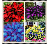 Hosta a basso consumo idrico, tollerante alla siccità e all'ombra, una scelta senza preoccupazioni per i giardini all'aperto-15 PCS-D