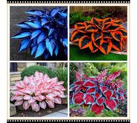 Hosta a basso consumo idrico, tollerante alla siccità e all'ombra, una scelta senza preoccupazioni per i giardini all'aperto-8 PCS-F