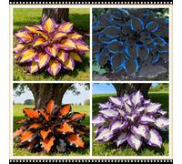 Hosta a basso consumo idrico, tollerante alla siccità e all'ombra, una scelta senza preoccupazioni per i giardini all'aperto-8 PCS-G