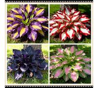 Hosta a basso consumo idrico, tollerante alla siccità e all'ombra, una scelta senza preoccupazioni per i giardini all'aperto-10 PCS-I