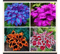 Hosta a basso consumo idrico, tollerante alla siccità e all'ombra, una scelta senza preoccupazioni per i giardini all'aperto-10 PCS-B