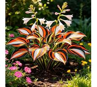 Hosta a Bordo Dorato - Molto apprezzata per il suo fogliame altamente ornamentale - Perfetta per piantumazioni naturalistiche sotto gli alberi nei cortili-15 root-A