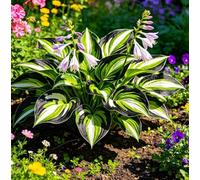 Hosta a Bordo Dorato - Molto apprezzata per il suo fogliame altamente ornamentale - Perfetta per piantumazioni naturalistiche sotto gli alberi nei cortili-15 root-D