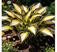 Hosta a Bordo Dorato - Molto apprezzata per il suo fogliame altamente ornamentale - Perfetta per piantumazioni naturalistiche sotto gli alberi nei cortili-6 root-F