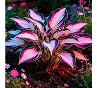Hosta a Bordo Dorato - Molto apprezzata per il suo fogliame altamente ornamentale - Perfetta per piantumazioni naturalistiche sotto gli alberi nei cortili-6 root-H