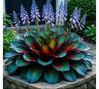 Hosta a Bordo Dorato - Molto apprezzata per il suo fogliame altamente ornamentale - Perfetta per piantumazioni naturalistiche sotto gli alberi nei cortili-15 root-E