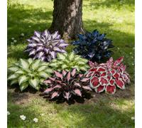 Hosta a radice libera - Facile da piantare e trapiantare, foglie resistenti al freddo, perenne amante dell'ombra-10 PIECE-D