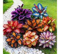 Hosta a radice nuda - Perenne facile da coltivare - Molte varietà e colori - Perfetta per l'architettura paesaggistica esterna-2 PIECE-C