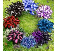 Hosta a radice nuda - Perenne facile da coltivare - Molte varietà e colori - Perfetta per l'architettura paesaggistica esterna-6 PIECE-D