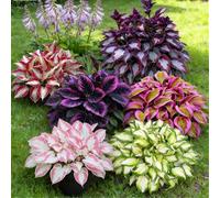 Hosta a radice nuda - Perenne facile da coltivare - Molte varietà e colori - Perfetta per l'architettura paesaggistica esterna-4 PIECE-A