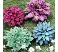 Hosta a radice nuda - Perenne facile da coltivare - Molte varietà e colori - Perfetta per l'architettura paesaggistica esterna-4 PIECE-F