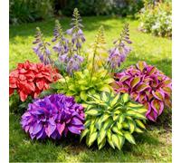 Hosta a radice nuda - Perenne facile da coltivare - Molte varietà e colori - Perfetta per l'architettura paesaggistica esterna-4 PIECE-G