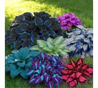 Hosta a radice nuda - Perenne facile da coltivare - Molte varietà e colori - Perfetta per l'architettura paesaggistica esterna-8 PIECE-E