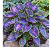 Hosta-Adatto per decorare il tuo giardino, rinverdire e abbellire l'ambiente-D-6 Radice