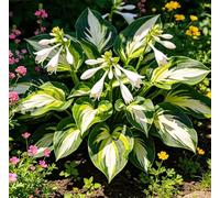 Hosta Alta a Foglia Larga - Resistente al freddo e tollerante al caldo - Eccellente per la progettazione paesaggistica in complessi residenziali e giardini-10 root-I