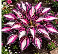 Hosta Alta a Foglia Larga - Resistente al freddo e tollerante al caldo - Eccellente per la progettazione paesaggistica in complessi residenziali e giardini-4 root-B