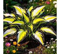 Hosta Alta a Foglia Larga - Resistente al freddo e tollerante al caldo - Eccellente per la progettazione paesaggistica in complessi residenziali e giardini-8 root-F