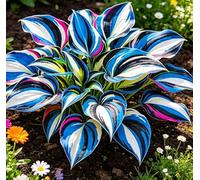 Hosta Alta a Foglia Larga - Resistente al freddo e tollerante al caldo - Eccellente per la progettazione paesaggistica in complessi residenziali e giardini-6 root-A