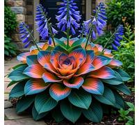 Hosta Alta a Foglia Larga - Resistente al freddo e tollerante al caldo - Eccellente per la progettazione paesaggistica in complessi residenziali e giardini-6 root-J