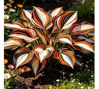 Hosta Alta a Foglia Larga - Resistente al freddo e tollerante al caldo - Eccellente per la progettazione paesaggistica in complessi residenziali e giardini-6 root-G
