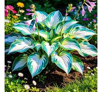 Hosta Alta a Foglia Larga - Resistente al freddo e tollerante al caldo - Eccellente per la progettazione paesaggistica in complessi residenziali e giardini-4 root-H