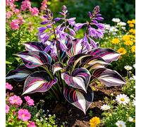 Hosta Alta a Foglia Larga - Resistente al freddo e tollerante al caldo - Eccellente per la progettazione paesaggistica in complessi residenziali e giardini-8 root-E