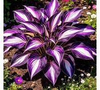 Hosta Alta a Foglia Larga - Resistente al freddo e tollerante al caldo - Eccellente per la progettazione paesaggistica in complessi residenziali e giardini-8 root-D