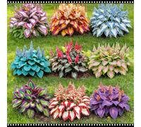 Hosta blu notte resistente - Adatta sia per uso interno che esterno - Abbellisce gli angoli ombrosi - Scelta migliore in primavera e autunno-2 PIECE-J